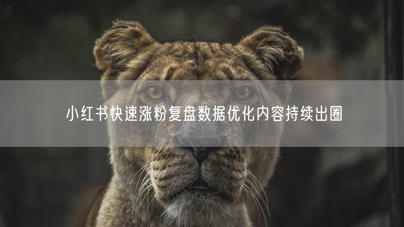 小红书快速涨粉复盘数据优化内容持续出圈
